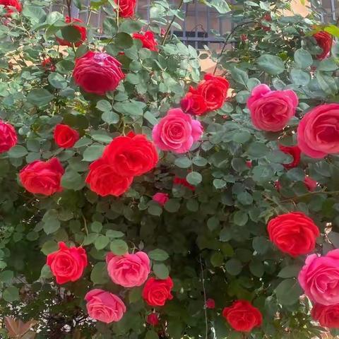 洛宁新宇小学一年级一周精彩回顾