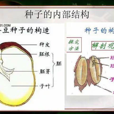 种子的秘密