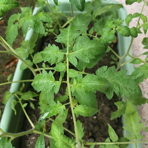 一3班番茄种植记