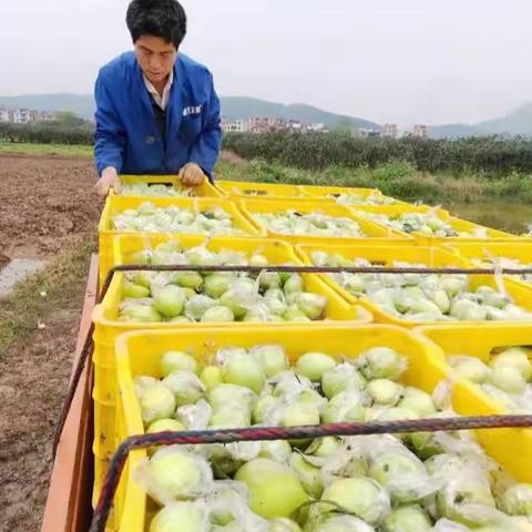 广西青枣大王-谢朝富，从失败到成功之路，金正肥功不可没。货架期长，提前上市且留树时间长，收益翻倍。