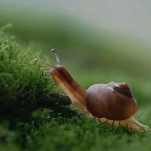 不要去催促一只正在努力爬山的蜗牛