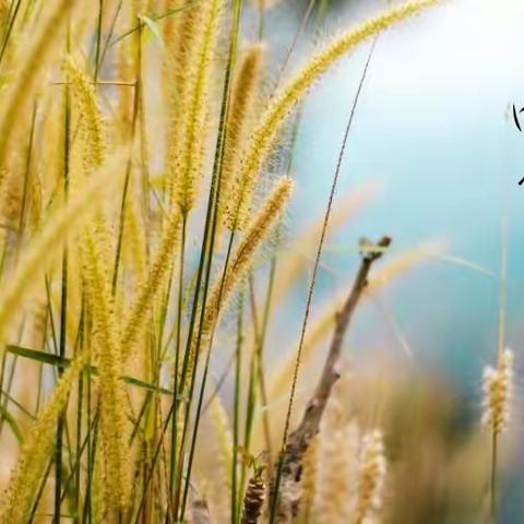 “桥西教育疫情防控”之八一小学|扎实教研，做学生成长的助推器；读书展示，为居家学习添乐趣