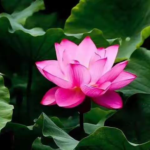 🍀🍀来生愿做一朵莲🍀🍀