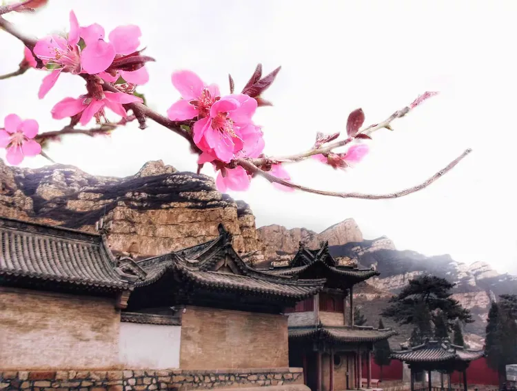 山寺桃花始盛开『辣评龙珠』龙珠杯第一百四十二届摄影作品集【大林寺桃花】