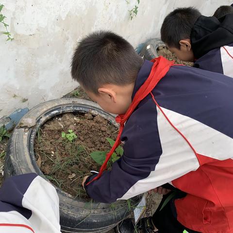 师生齐动手，劳动谱新篇——垫江县绿柏小学开展劳动实践活动