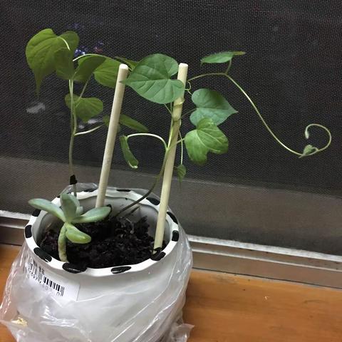 101班     姜恩责     《种植牵牛花》