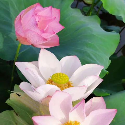 精彩一夏，“暑”你精彩——— 一（5）青鸟班  青鸟一组暑假作业美篇