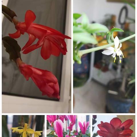 北师青附一年级五班（蚂蚁家族）——“宅在家里的小蚂蚁：张玮擘”