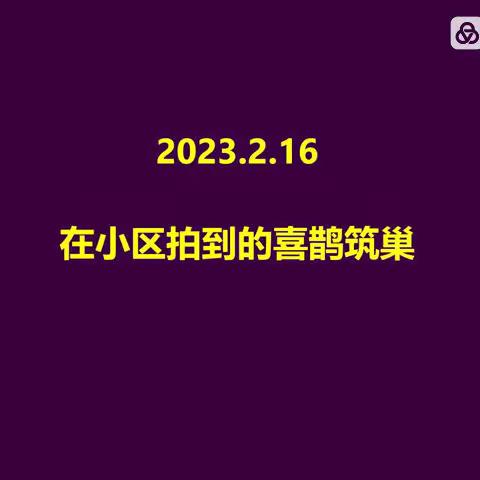 2023.2.16在小区拍到的喜鹊筑巢