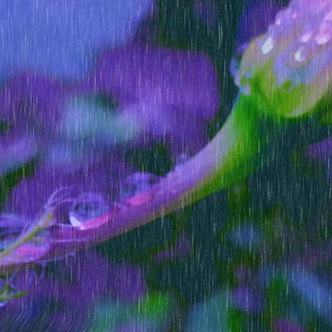 昨夜的雨