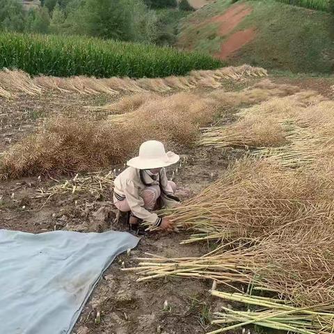 和政县小河小学暑假“好习惯伴我成长”———劳动习惯