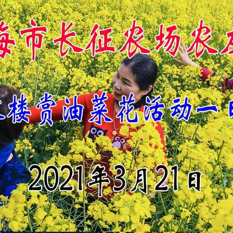 上海市长征农场农友们召稼楼赏油菜花活动一日游2021年3月21日
