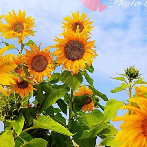 花开心中，寒冬亦暖——海港区语文名师唱晓旭助力我校语文教学