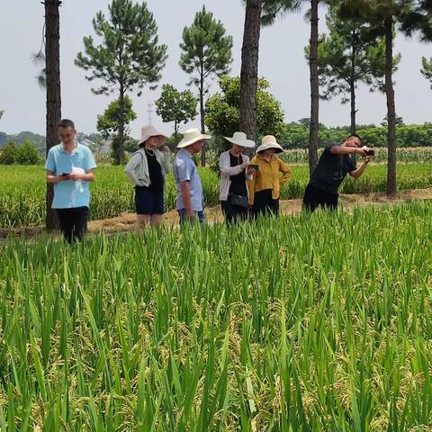 浙江省种子管理总站检查我市储备种子生产基地