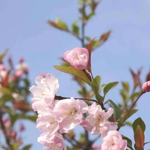 最美人间三月天，课堂展示绘新篇 ——一肯中乡中心小学数学教研活动侧记