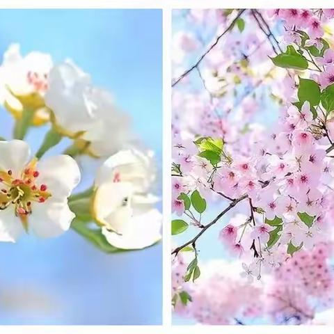 共克难艰，抗击疫情，静等花开，学与春约——停课不停学第五周记实