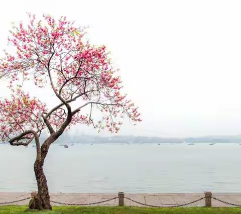 暮春新雨后 研修正当时 -----省 “互联网+教师专业发展”工程初中信息技术省级工作坊同步在线直播