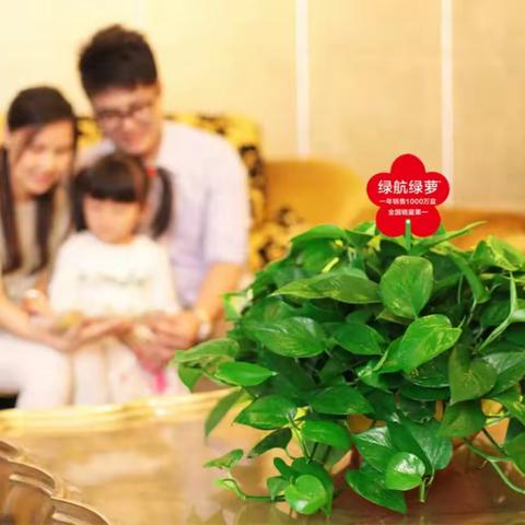 绿萝养殖干货，猛戳查收
