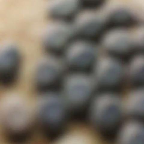 养蚕记 301班吕雪琪