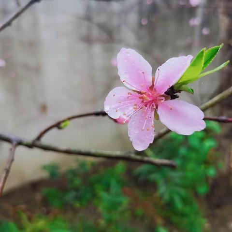 我是小小调查员