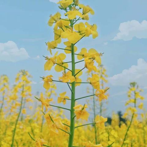 四季（现代诗）