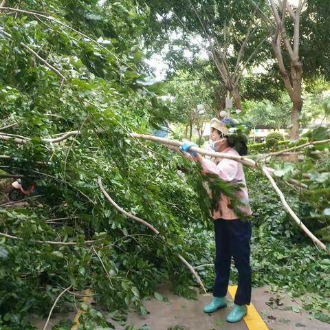 风雨无情吹倒大树   员工清障保路畅通