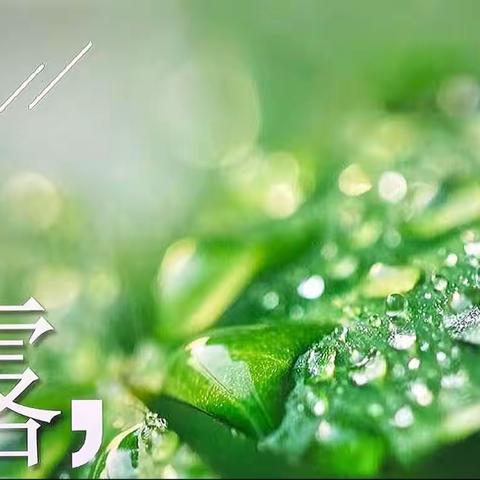 白露节气～种大蒜