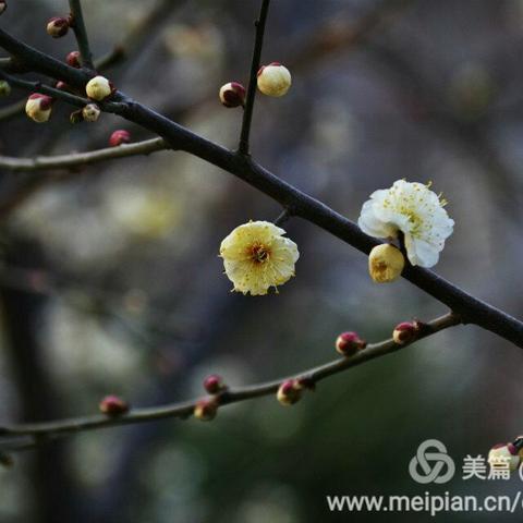 梅花凌寒独自开