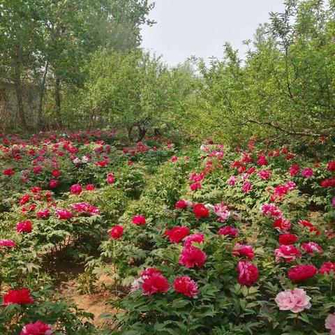 即将消失的郑凤牡丹园