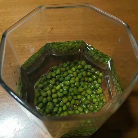 绿豆的生长过程