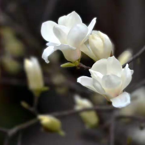 昨宵一夜雨玉兰花盛开