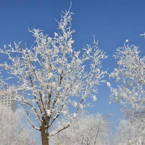 晴空万里静无风，雾凇花开在沈城。