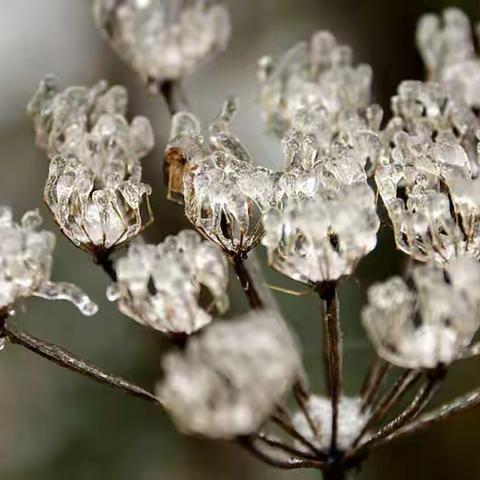 咏雪 古人和名家咏雪佳句 和神农架雪景图