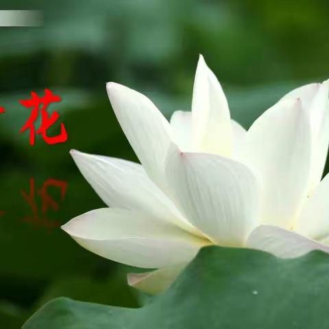 南靖县三年级语文电子书包