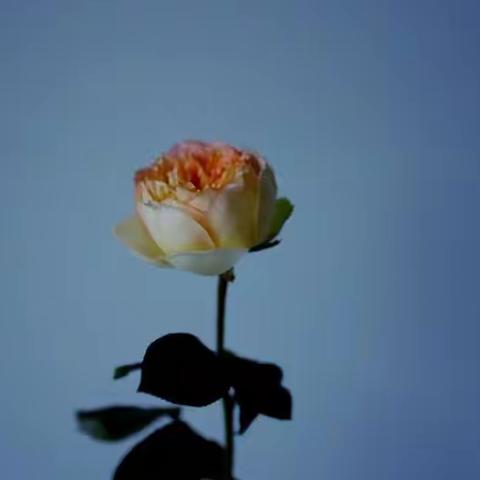 感恩遇见，相处的每一天 都如此特别