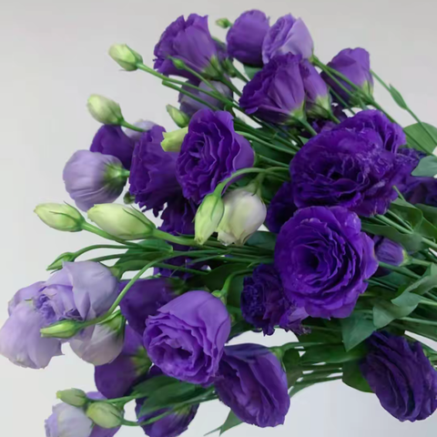 花开的日子里 生活才会灿烂