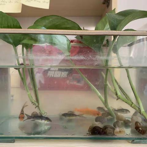 我和我的小鱼儿🐟