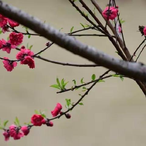 春风既来，何忧花无颜色，你既自在，何愁心难戒定？