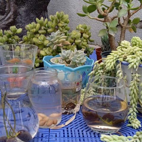 【启步园瑞吉欧幼儿园】大一班自然角区域活动《我是小园丁》