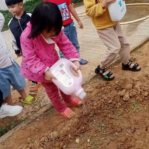 东红幼小一班～种菜剪影活动