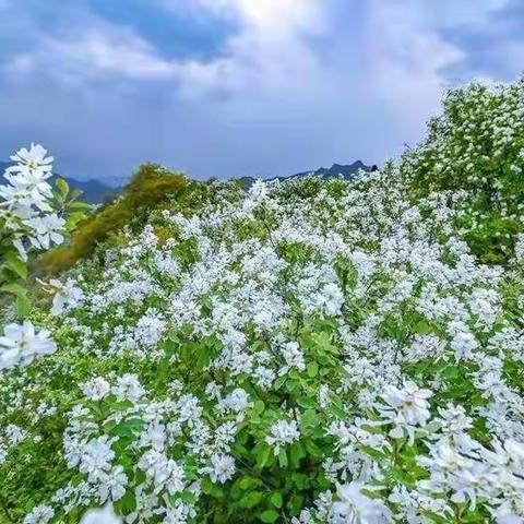 4月3号(周日)桃花山东岭穿越黄池峪，赏漫山白娟梅花开、摘野生香椿一日游