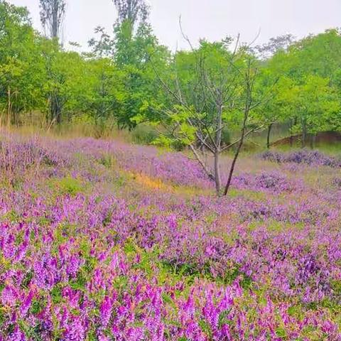 5月20号（周六）犁辕坪～黑虎嘴～十寨沟U型穿越、休闲摘槐花一日游