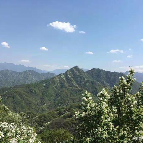 4月5号(周一)桃花山东岭穿越黄池峪，赏漫山白娟梅花开、摘野生香椿一日游