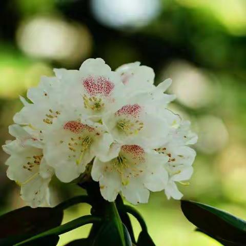 5月9号（周日）分水岭牛背梁穿越东佛沟，赏高山杜鹃花一日游