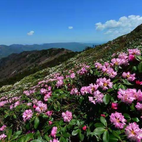 5月16日 小峪登顶终南山 赏秦岭高山杜鹃