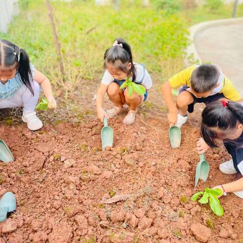 “不负秋光，植得期待”天全县第三幼儿园（和源分园）种植活动