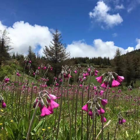 彩云之南-寻找心中的香巴拉（上）