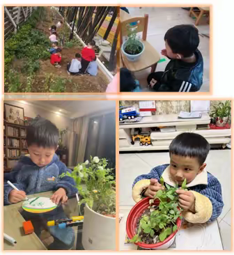 课程故事——探秘豌豆王国