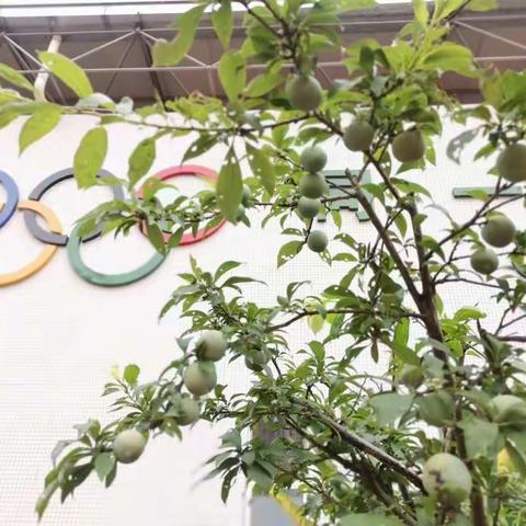 五月高文花果硕，志愿精神传承美——记高文小学二15班家长志愿者活动