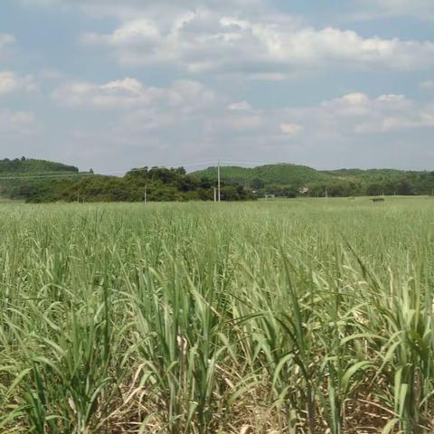 甜蜜的地方